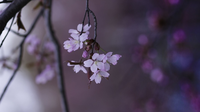 depth of field, twigs, white flowers, flowers, nature