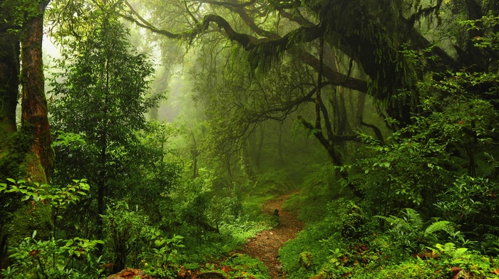 mist, forest, nature, trees, green