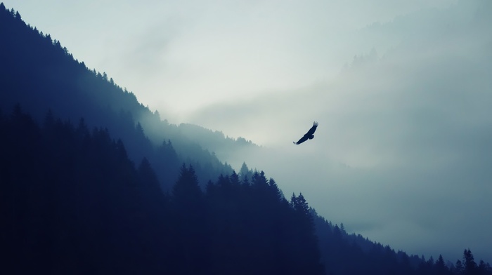 eagle, mountain, minimalism, trees