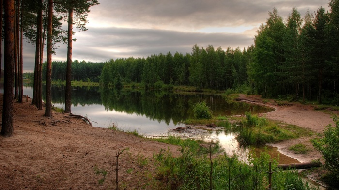 forest, trees, lake, landscape