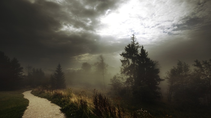 sunlight, nature, clouds, trees