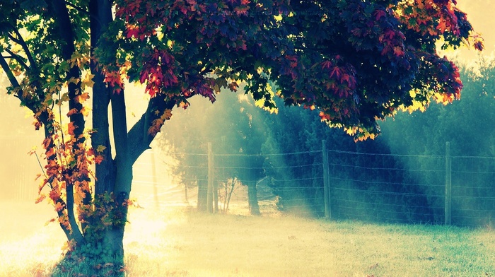 fence, trees, nature