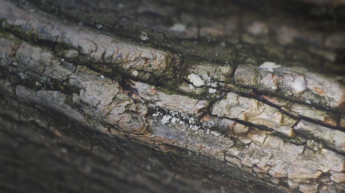 bark, wood, trees, nature