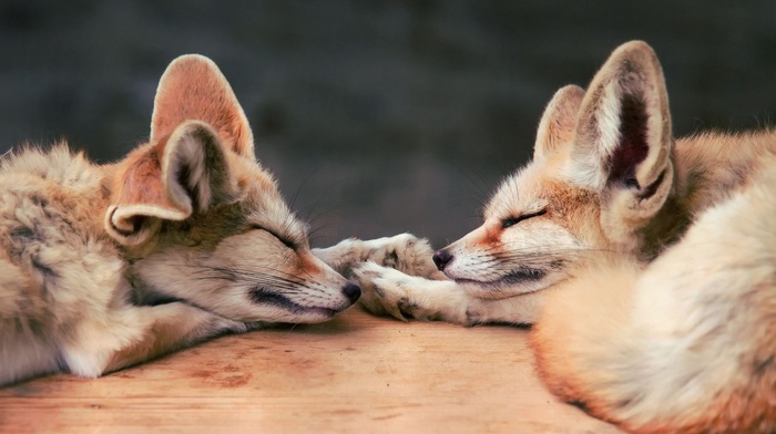 baby animals, animals, fox, sleeping