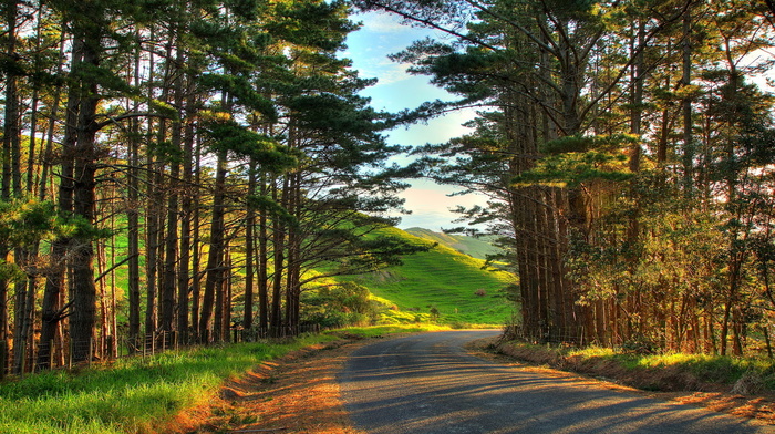 trees, nature, beauty, forest, sky, grass, road, greenery