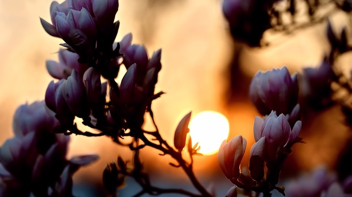 sunset, Sun, flowers, spring