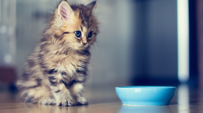 ben torode, kittens, blue eyes, animals, cat, wooden surface, bowls