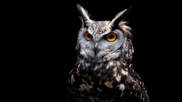 owl, birds, black background, orange eyes