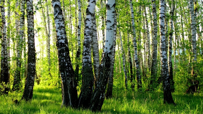 birch, nature, forest