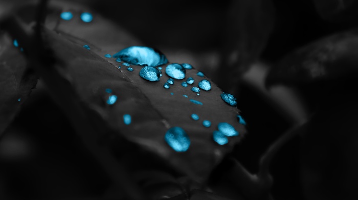 leaves, blue, water drops