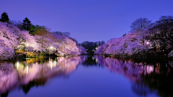 sakura, evening, flowers, sky, lake, Japan, nature, reflection