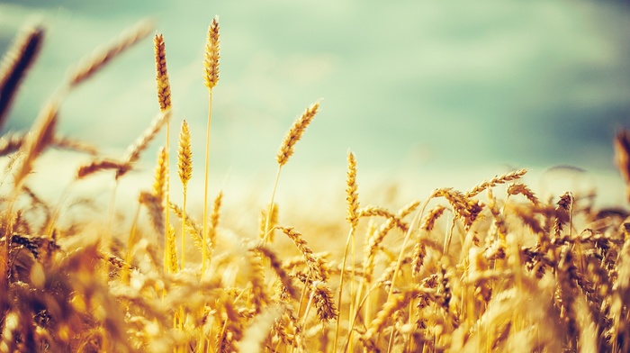wheat, nature, crops, photography