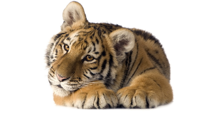 tiger, sight, eyes, animals