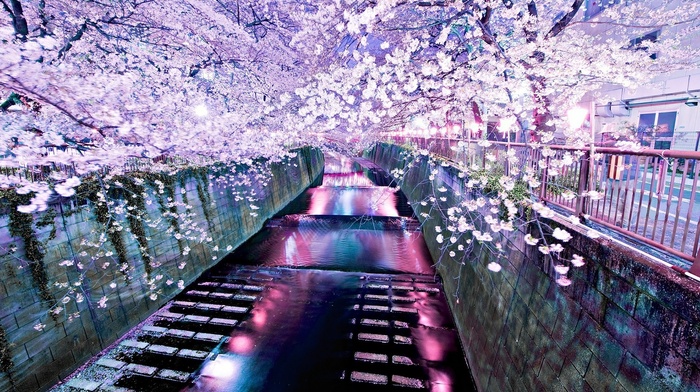 river, cherry blossom