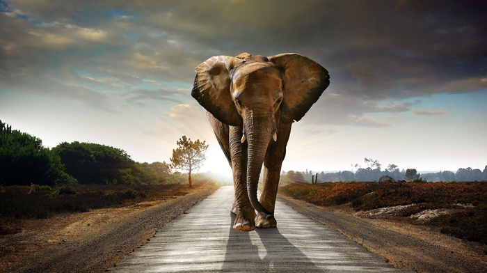 elephants, road