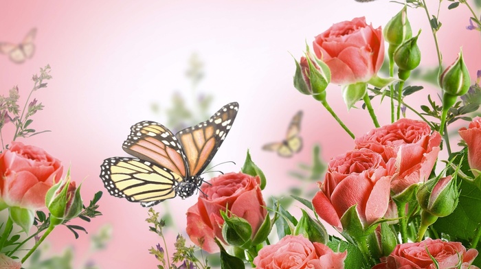 roses, flowers, butterfly