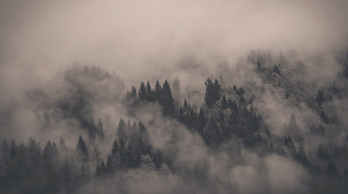 mist, dark, trees