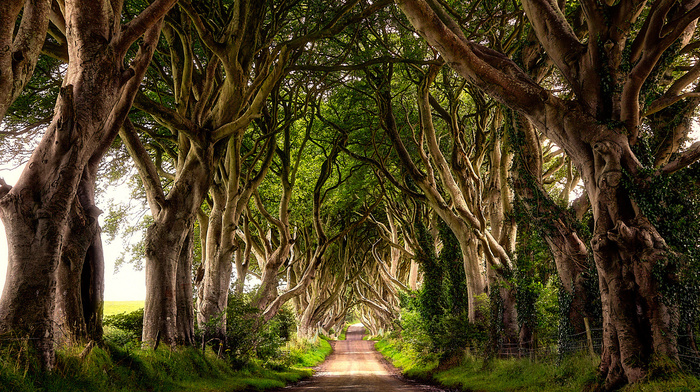 trees, road, nature