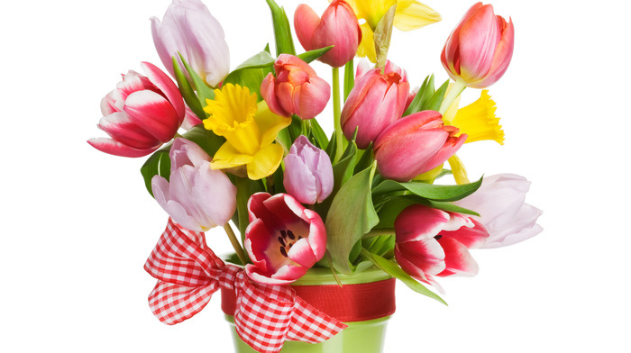 spring, tulips, bouquet, white background