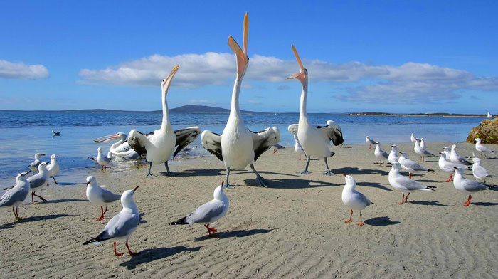 animals, sea, beach, nature, sky, birds, mountain