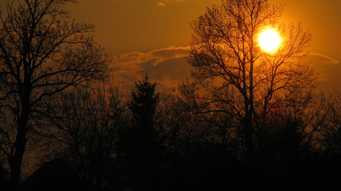 trees, nature, sunset, clouds, Sun, sky