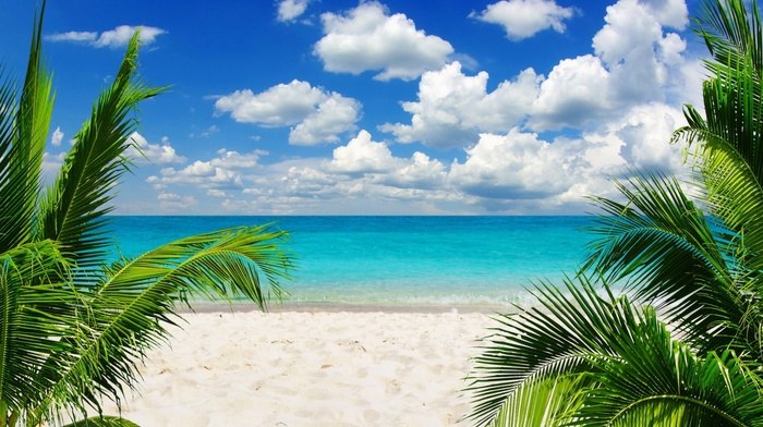 palm trees, sand, beach