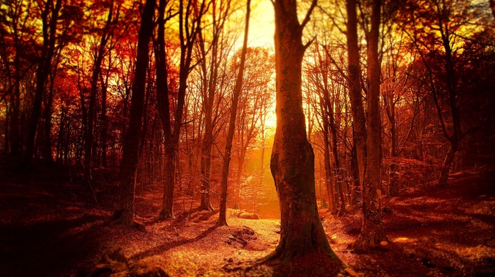 forest