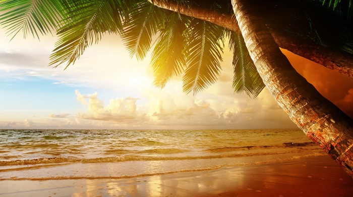 beach, palm trees, sand