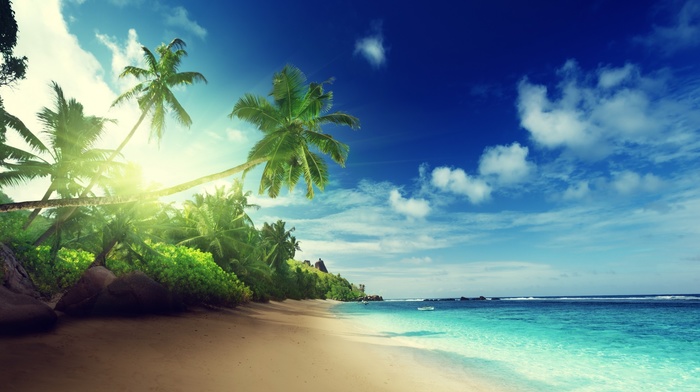 beach, sand, palm trees