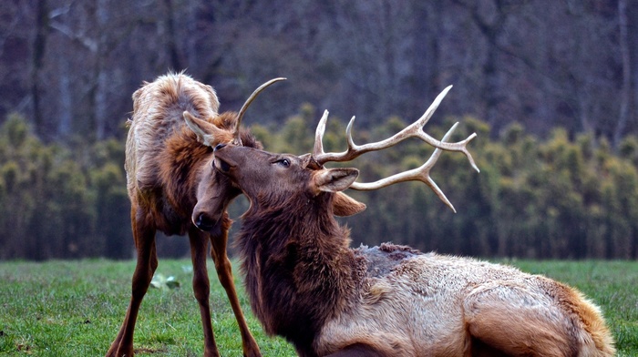 baby animals, elk, National Geographic, animals