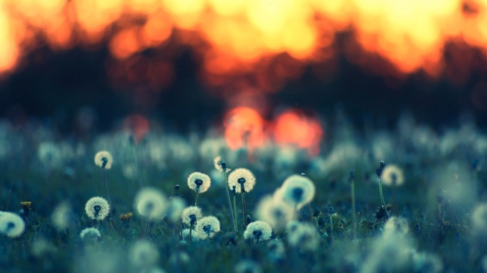 macro