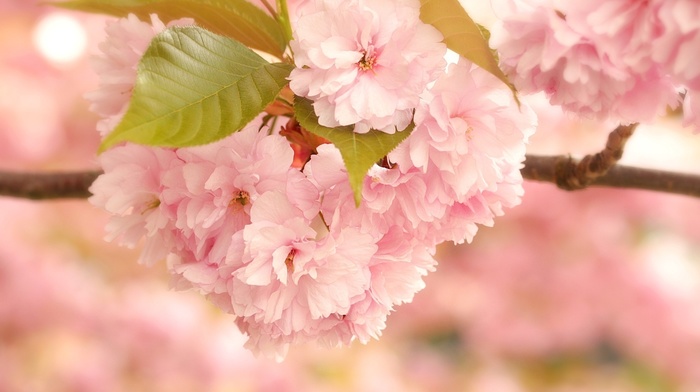 sakura, flowers, leaves, spring, macro