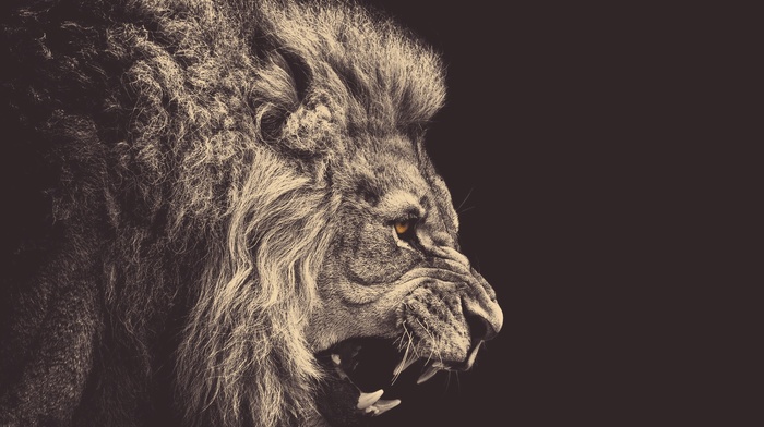 lion