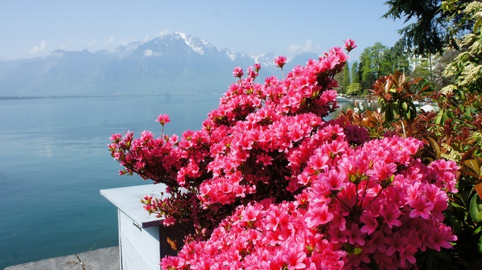flowers, lake, mountain, spring, Alps, sky, stunner, Switzerland