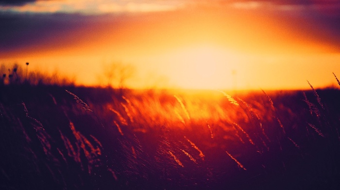 grass, nature, sunset, Golden Hour