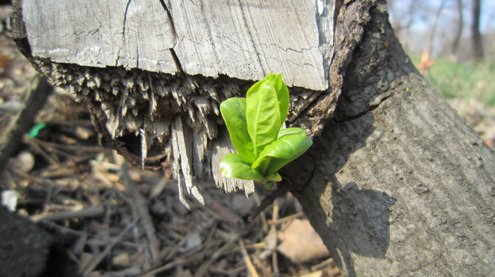 nature, leaves, tree