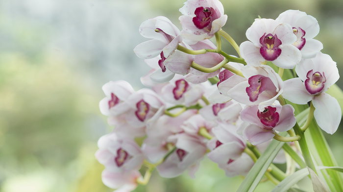 flowers, macro, nature