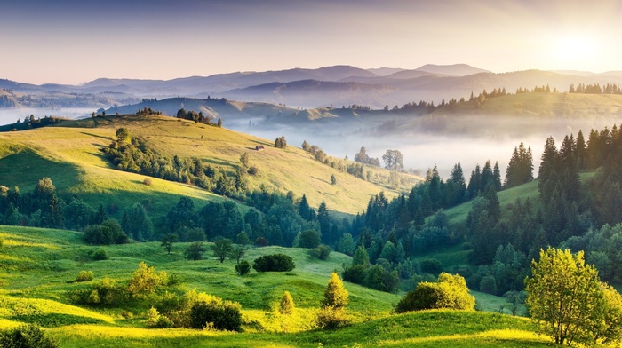 trees, landscape, mist, nature