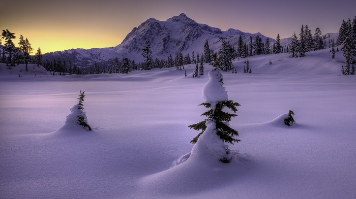 snow, trees, sunset, mountain, cold