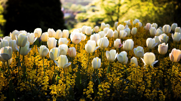 yellow, flowers, spring, nature, white, background, tulips