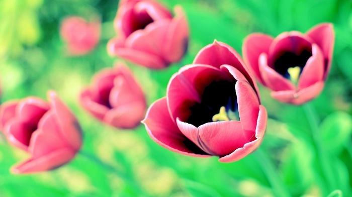 macro, spring, tulips, nature, flowers