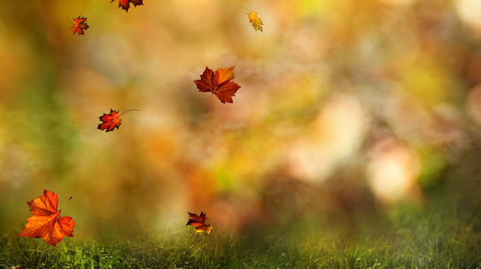 stunner, background, leaves, autumn