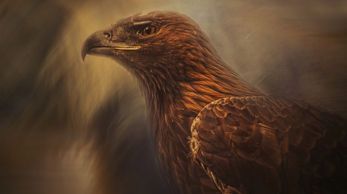 art, eagle, stunner, bird, predator, painting