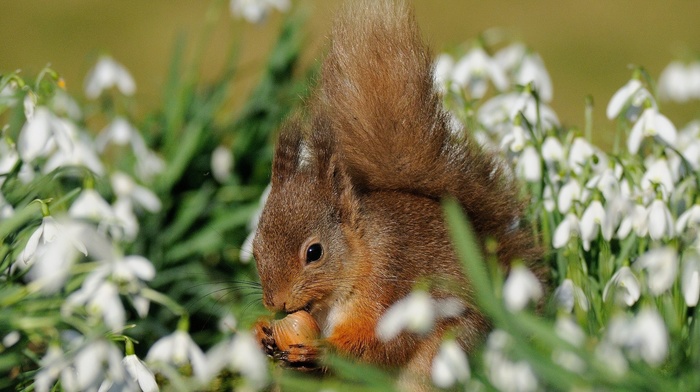 nature, flowers, animals