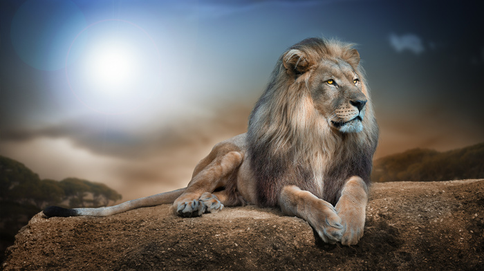 Sun, photoshop, 3D, lion, predator