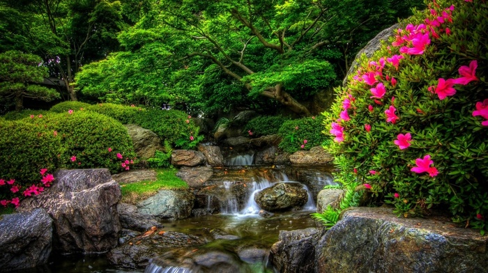 flowers, river, forest, nature, park, stones