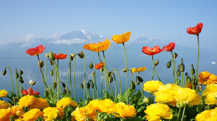spring, Switzerland, lake, flowers, mountain, nature