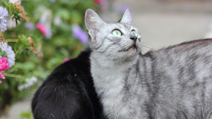 animals, sight