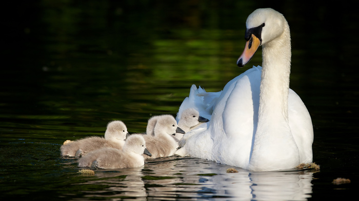 animals, pond, birds