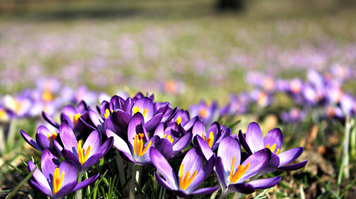 flowers, nature, macro